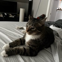 Lost Pet Image