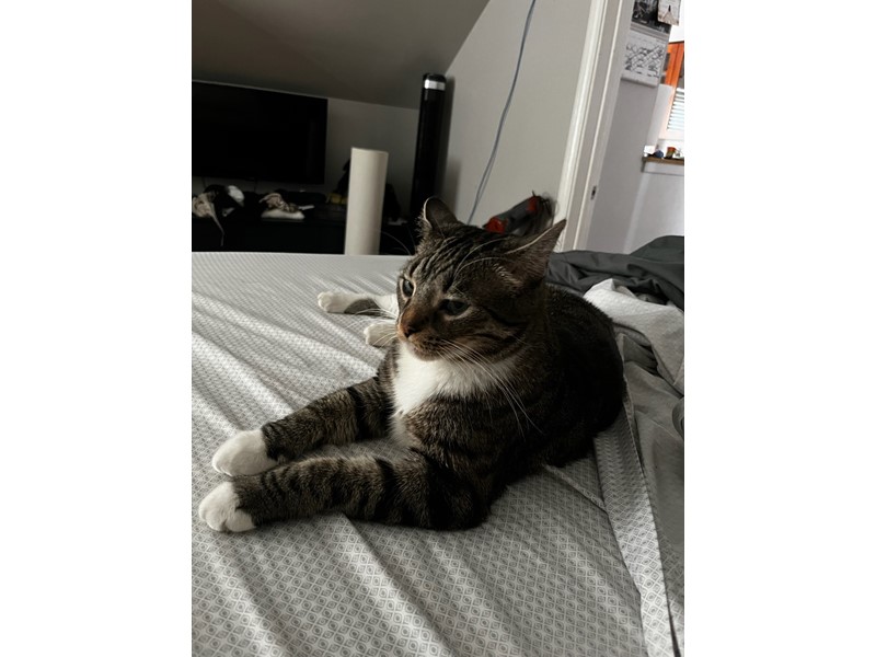Pet Photo