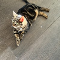 Lost Pet Image