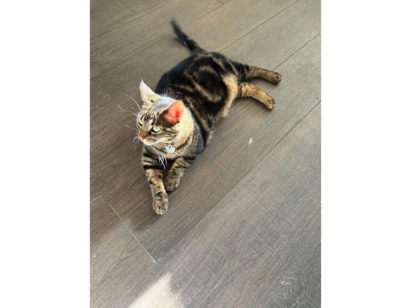 Pet Photo