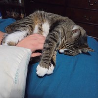Lost Pet Image