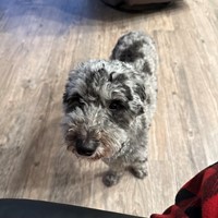 Lost Pet Image