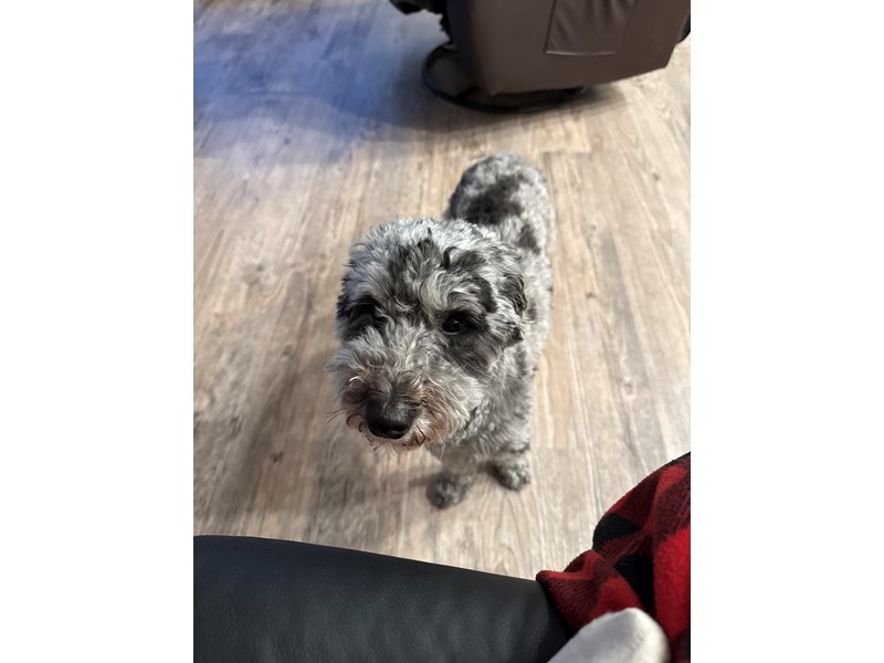 Pet Photo