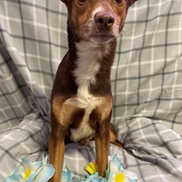 Lost Pet Image
