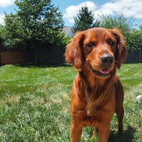 Lost Pet Image