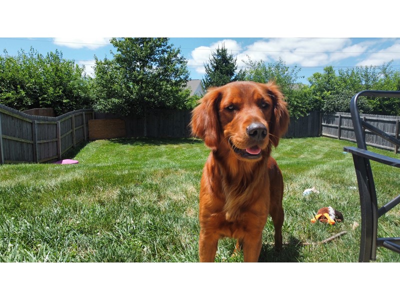 Pet Photo