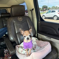 Lost Pet Image