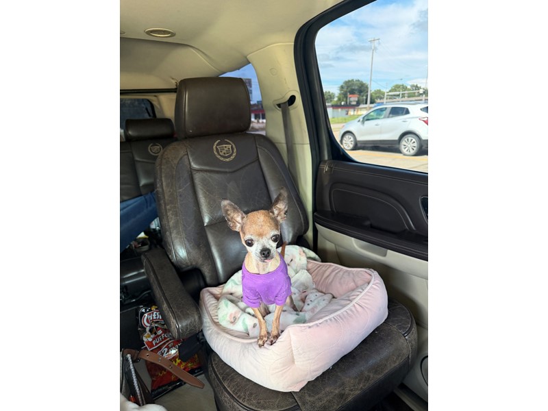 Pet Photo