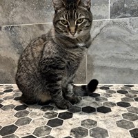 Lost Pet Image