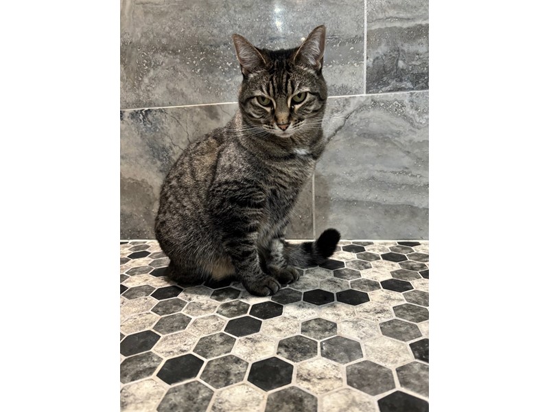 Pet Photo
