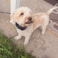 Lost Pet Image