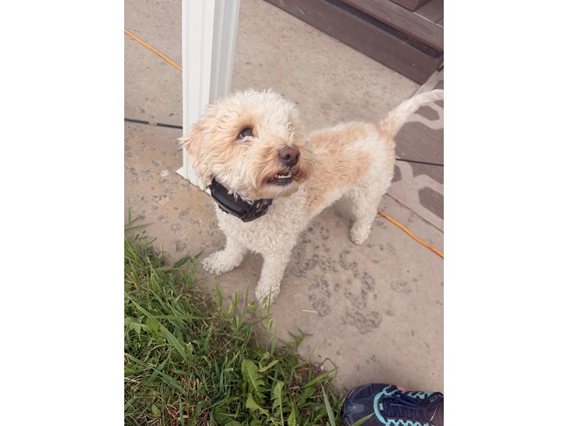 Pet Photo
