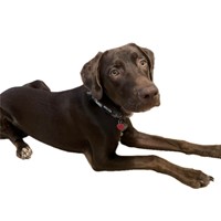 Lost Pet Image