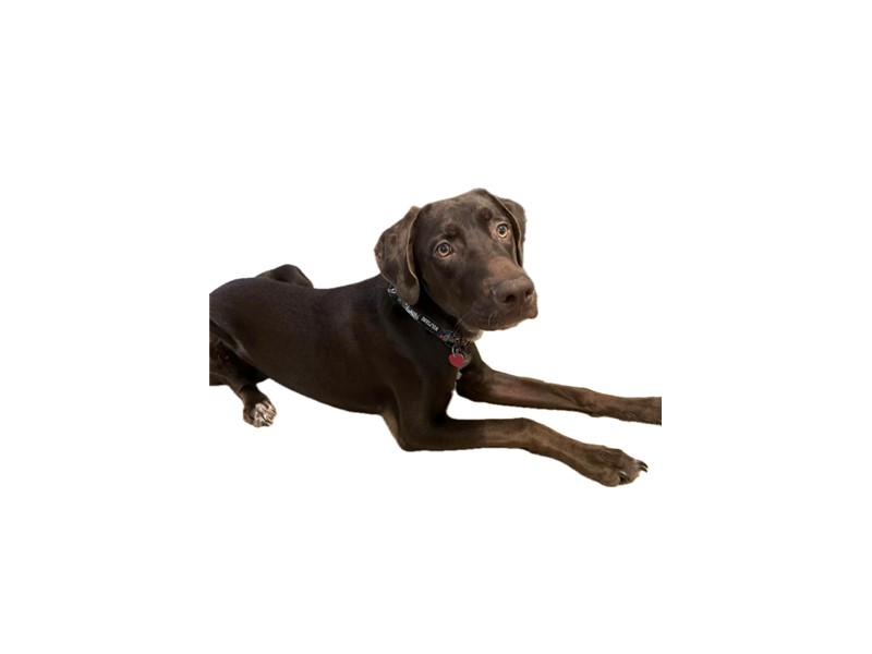 Pet Photo