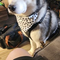 Lost Pet Image