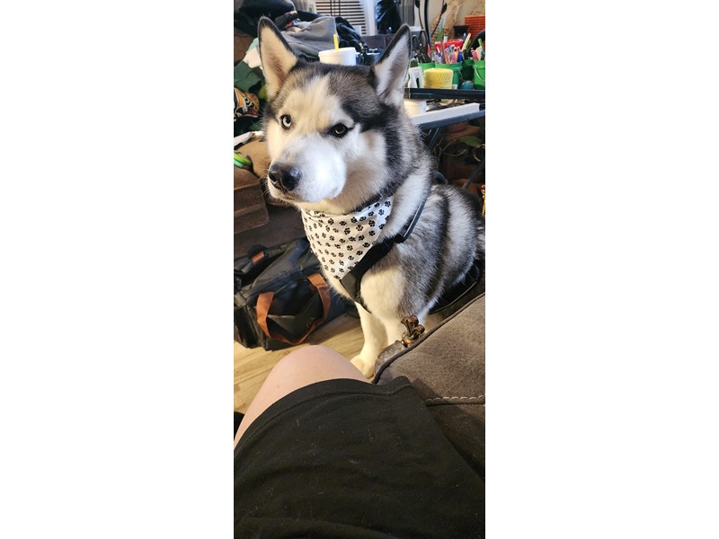 Pet Photo