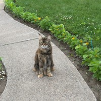 Lost Pet Image