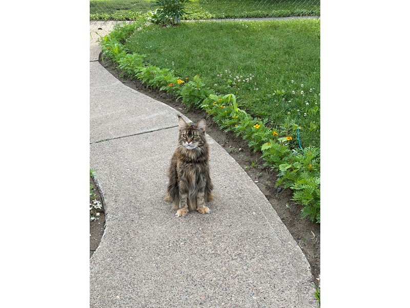 Pet Photo