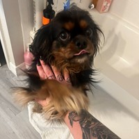 Lost Pet Image