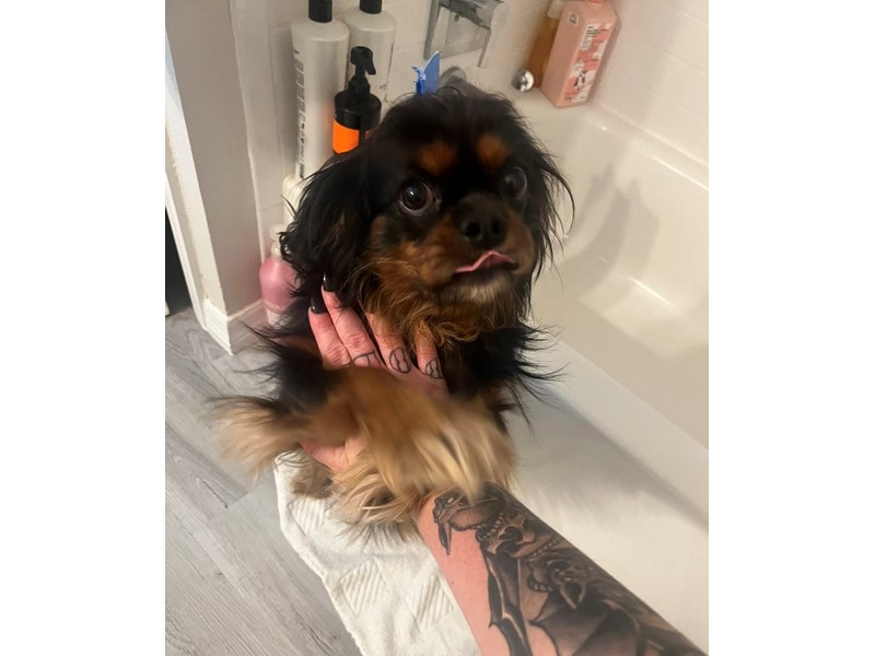 Pet Photo