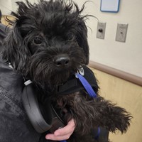 Lost Pet Image
