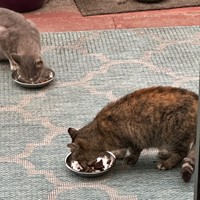 Lost Pet Image