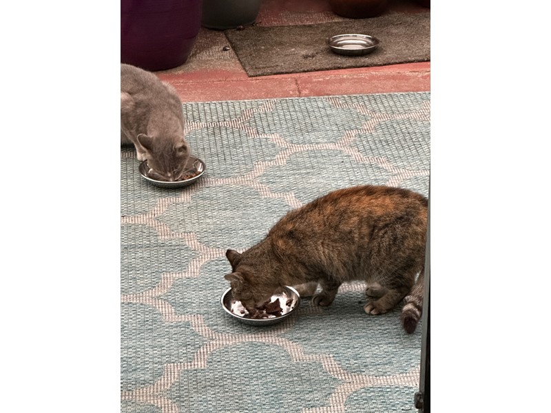 Pet Photo