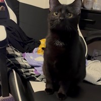 Lost Pet Image