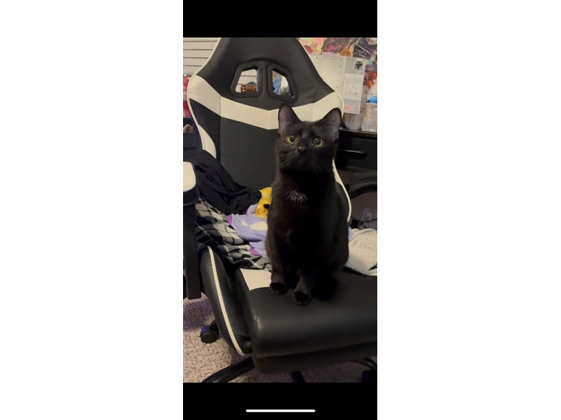 Pet Photo