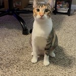Mouse, Domestic Short Hair, lost pet near Maumelle, AR