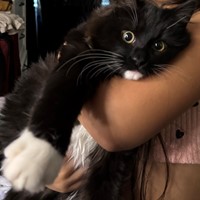 Lost Pet Image