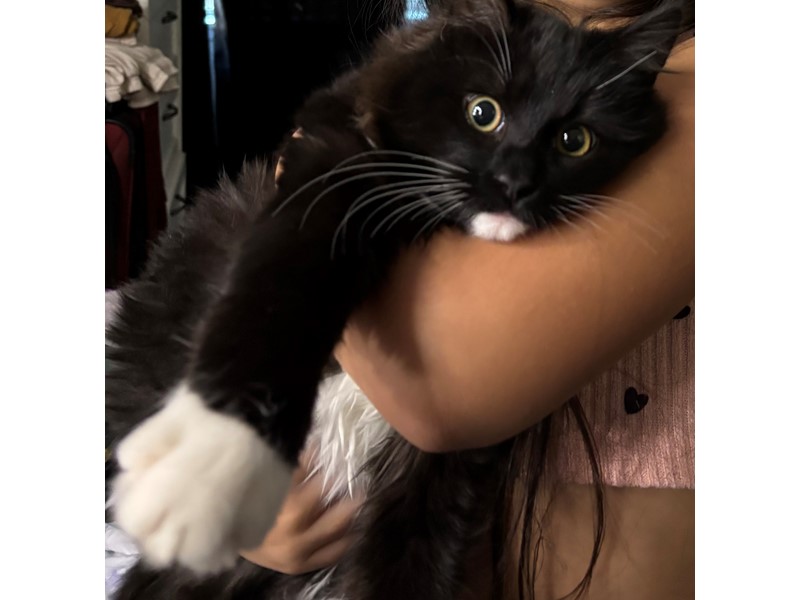 Pet Photo