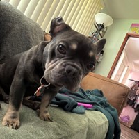 Lost Pet Image