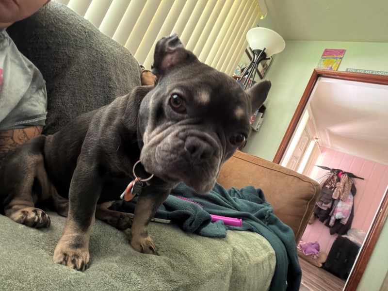 Pet Photo