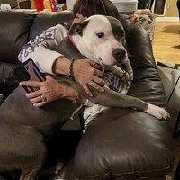 Lost Pet Image
