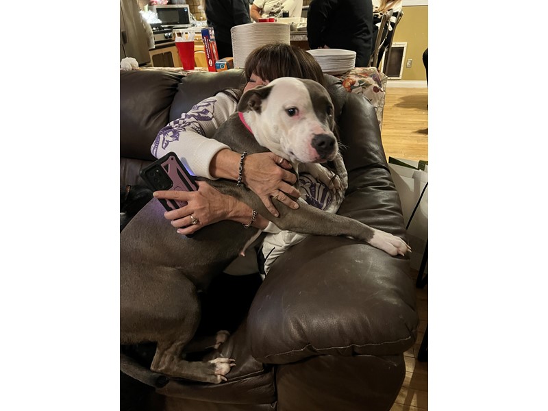 Pet Photo