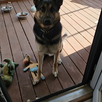 Lost Pet Image