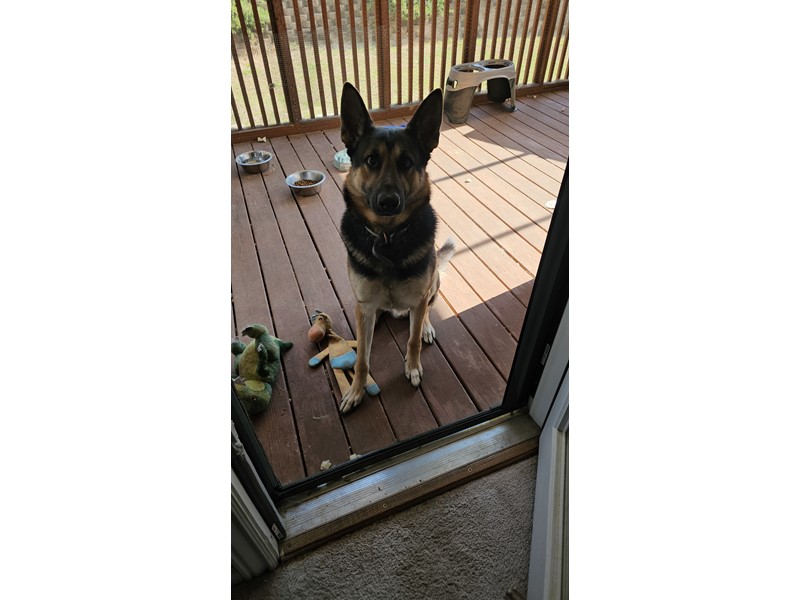 Pet Photo