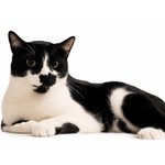 Ferbie