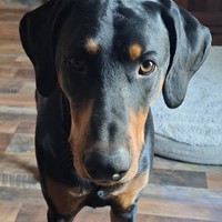Lost Pet Image