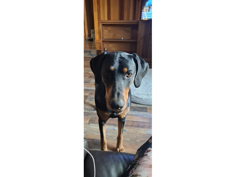 Pet Photo