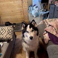 Lost Pet Image
