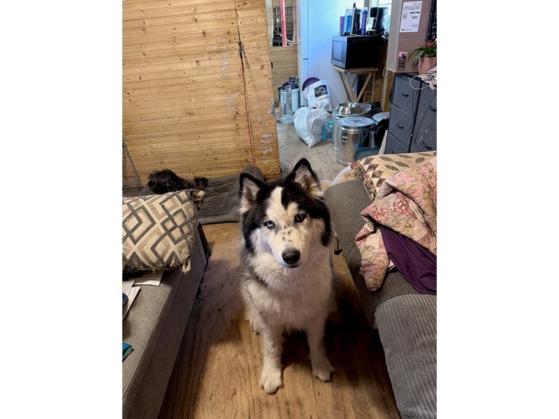 Pet Photo