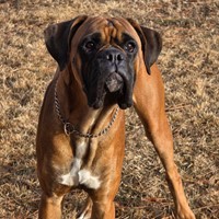 Lost Pet Image