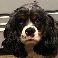 Lost Pet Image