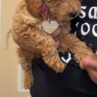 Lost Pet Image