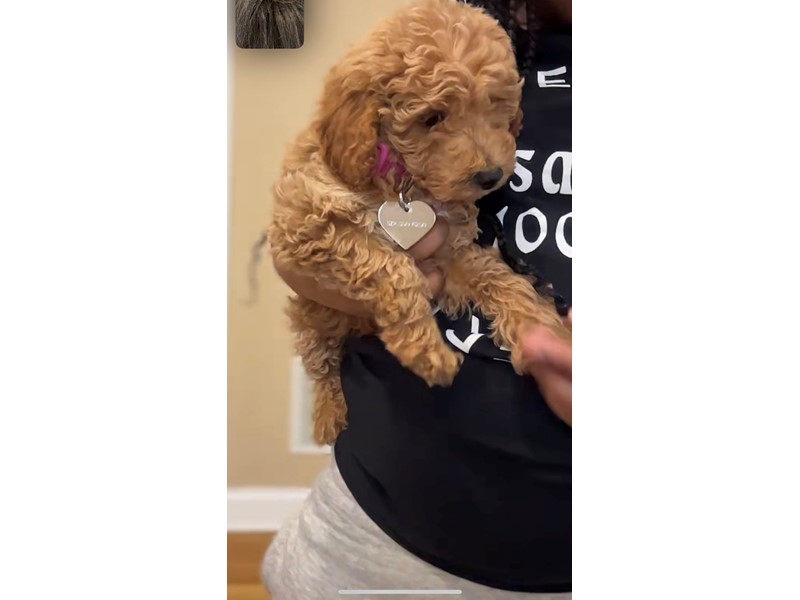 Pet Photo