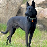 Lost Pet Image