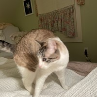 Lost Pet Image