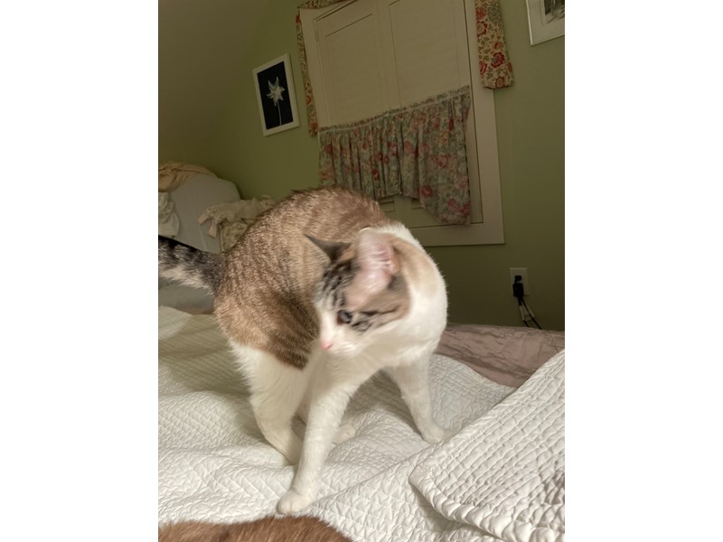 Pet Photo
